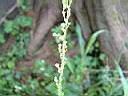 掃帚菊-花3.JPG