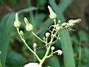 掃帚菊-花7.JPG