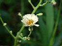 掃帚菊-花8.JPG