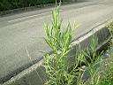 掃帚菊15.JPG