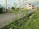 掃帚菊16.JPG