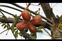 掌葉蘋婆-實01.jpg