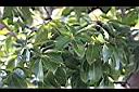 掌葉蘋婆-葉02.jpg
