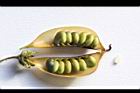 掌葉豬屎豆-種子03.jpg