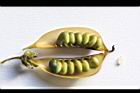 掌葉豬屎豆-種子04.jpg