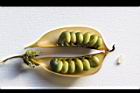 掌葉豬屎豆-種子05.jpg