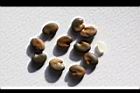掌葉豬屎豆-種子09.jpg