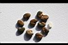 掌葉豬屎豆-種子10.jpg