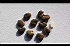 掌葉豬屎豆-種子11.jpg