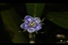 探芹草-花16.JPG