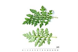 擬刺茄-葉06.JPG
