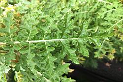 擬刺茄-葉正06.JPG