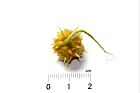 擬刺茄-花萼06.JPG