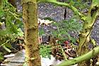擬刺茄-莖06.JPG