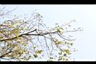 擬叉葉樹-實04.JPG