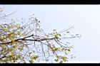 擬叉葉樹-實05.JPG