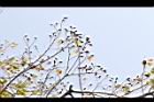 擬叉葉樹-實07.JPG
