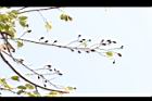 擬叉葉樹-實08.JPG
