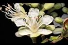 擬叉葉樹-花23.JPG