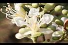 擬叉葉樹-花24.JPG