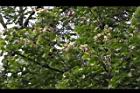 擬叉葉樹-花序10.JPG