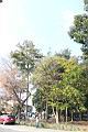 擬叉葉樹08.JPG