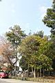 擬叉葉樹09.JPG