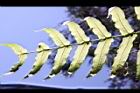 擬水龍骨-孢子05.JPG