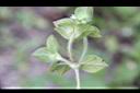 擬鴨舌黃-植株5.jpg