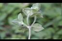 擬鴨舌黃-植株6.jpg