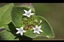 擬鴨舌黃-花13.jpg