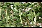 四季豆-實-白39.JPG
