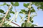 四季豆-實-紅花01.JPG