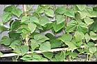 四季豆-白花08.jpg