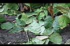 四季豆-白花11.jpg