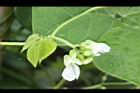 四季豆-花-白花05.JPG