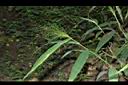 散穗弓果黍-花序00.JPG