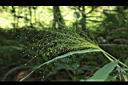 散穗弓果黍-花序01.JPG