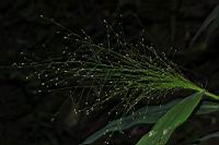 散穗弓果黍-果序00.JPG