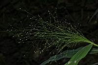 散穗弓果黍-果序01.JPG