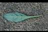 散血草-葉背.jpg