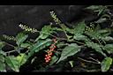 數珠珊瑚-花果05.JPG