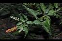 數珠珊瑚-花果06.JPG