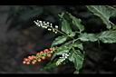 數珠珊瑚-花果08.JPG