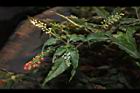 數珠珊瑚-花果04.JPG