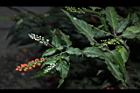 數珠珊瑚-花果07.JPG