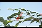 數珠珊瑚-花果10.JPG