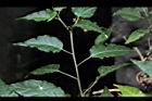 數珠珊瑚-葉序02.JPG