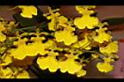 文心蘭-花18.JPG