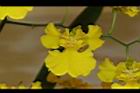 文心蘭-花41.JPG
